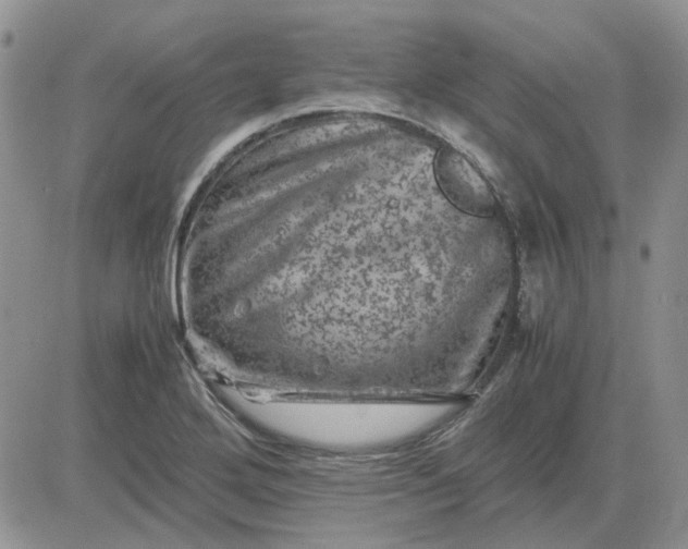 X0000081471272200701261954