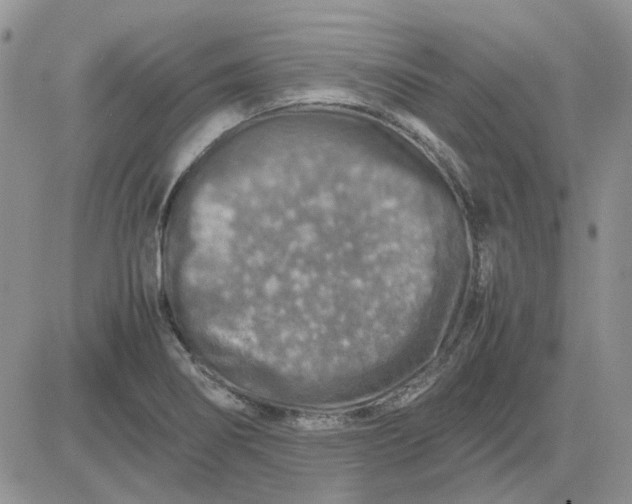 X0000081471274200701261954