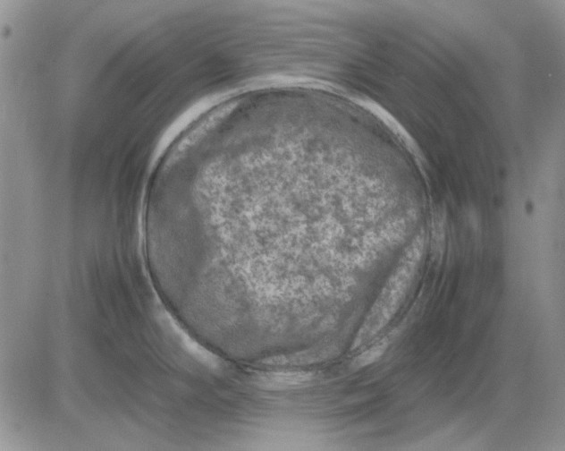 X0000081471294200701261953