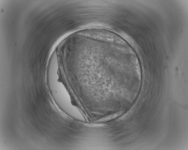 X0000081471296200701261953