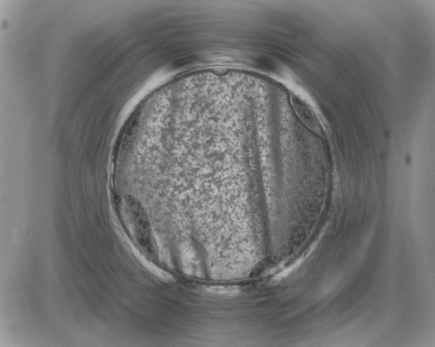 X0000081471333200701261953