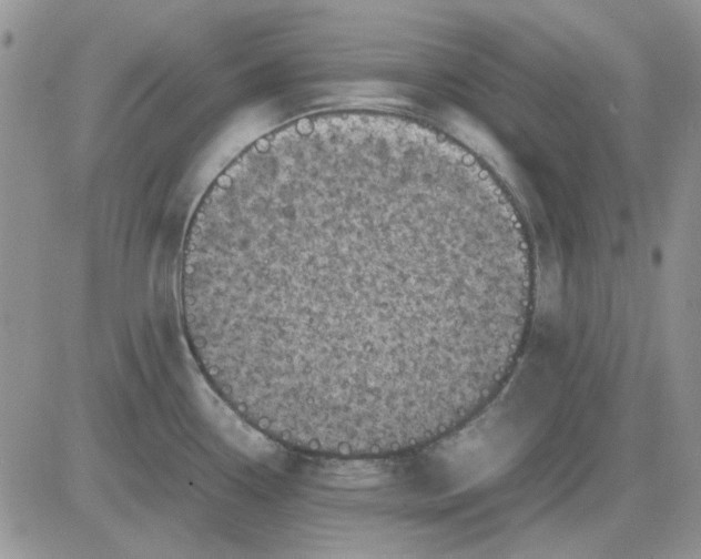 X0000081471338200701261953