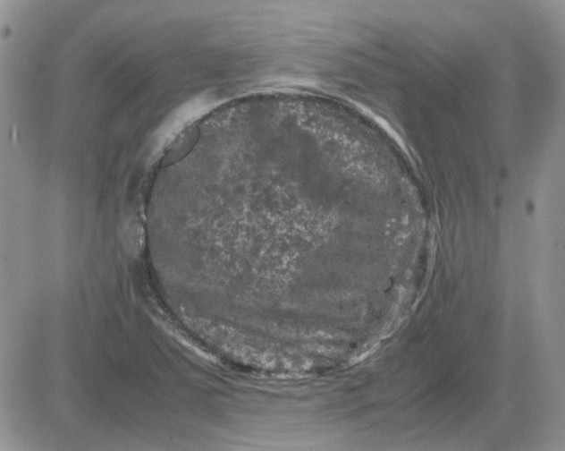 X0000081471363200701261952