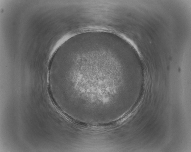 X0000081471365200701261952