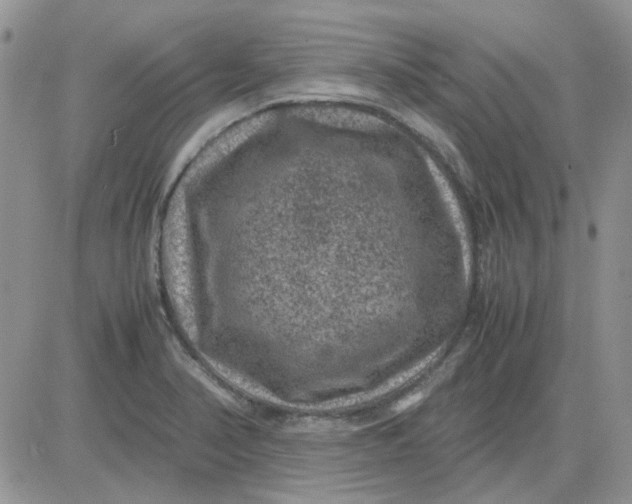 X0000081471374200701261952