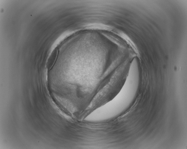 X0000081471376200701261952