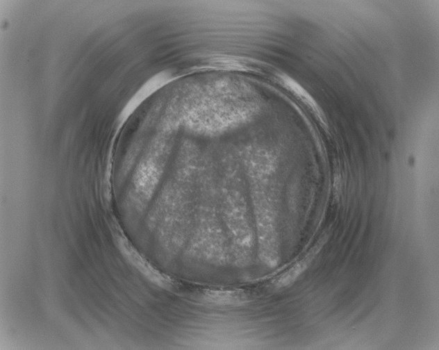 X0000081471378200701261952