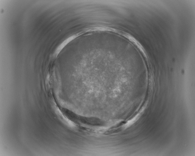 X0000081471385200701261952