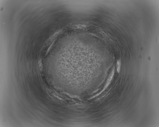 X0000081471395200701261951