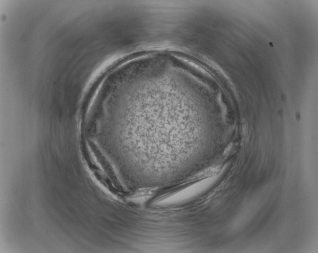 X0000081471416200701261951