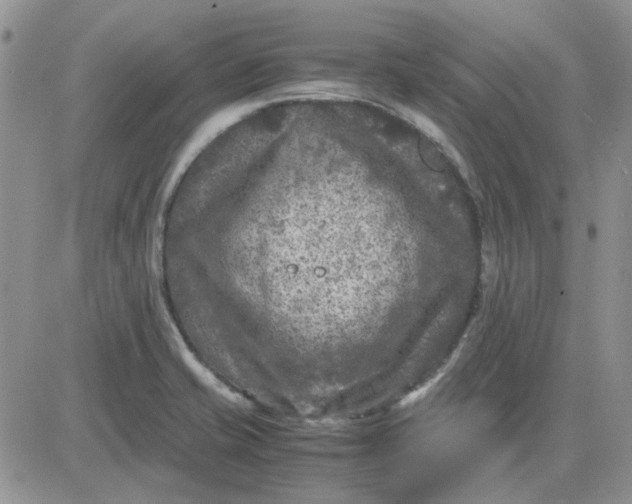 X0000081471421200701261951