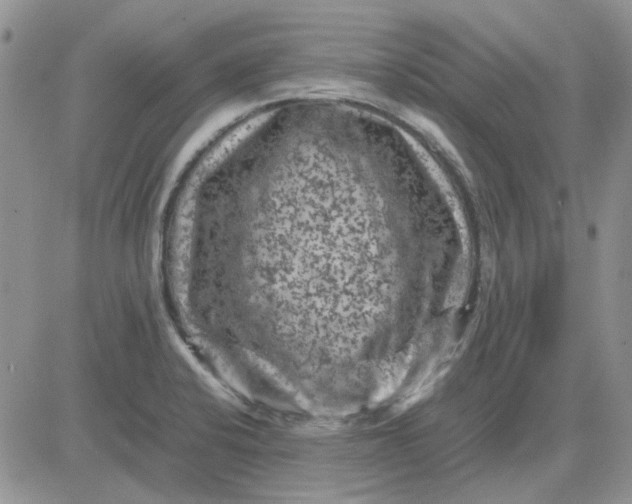 X0000081471424200701261951