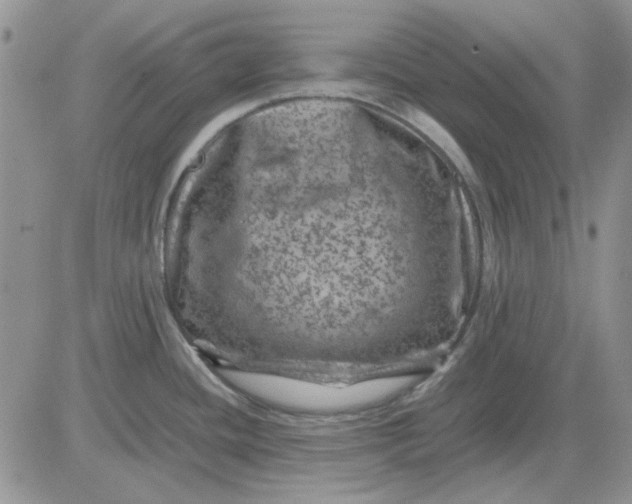 X0000081471436200701261952