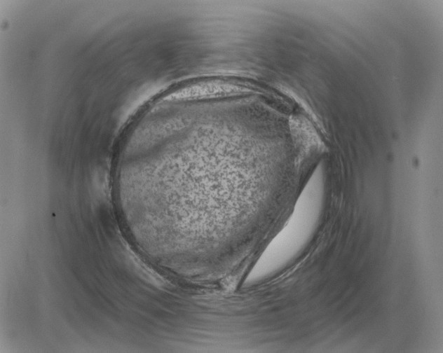 X0000081471452200701261951