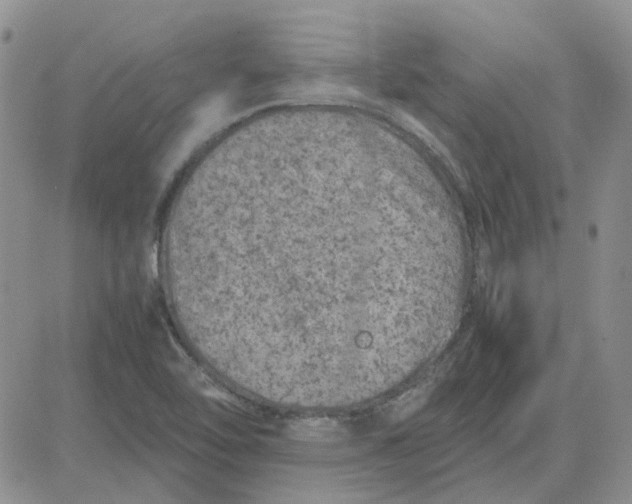 X0000081471462200701261951