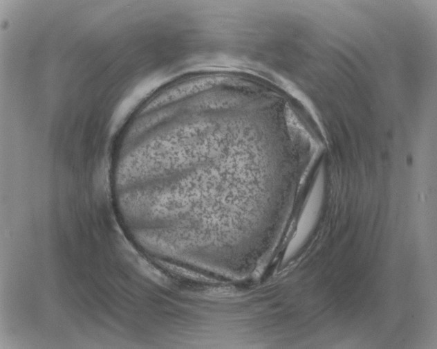 X0000081471464200701261951