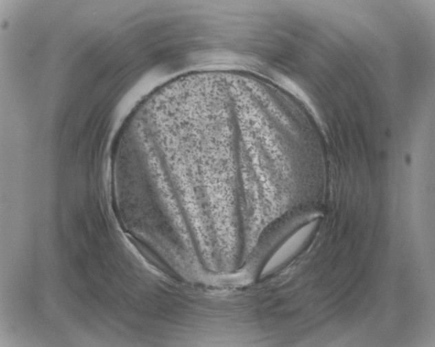 X0000081471472200701261950