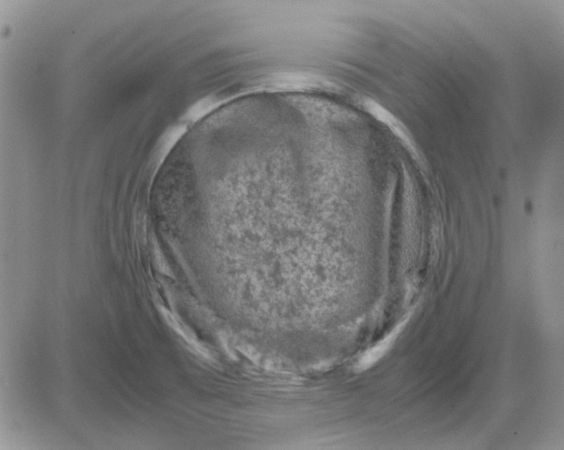 X0000081471473200701261950