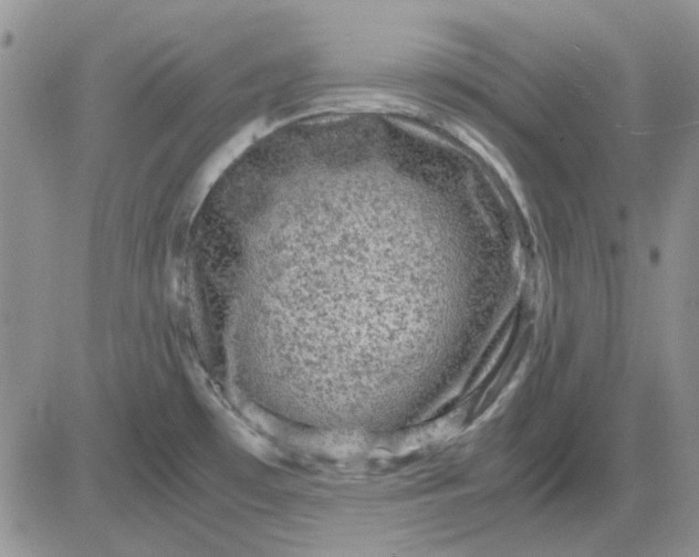 X0000081471481200701261950