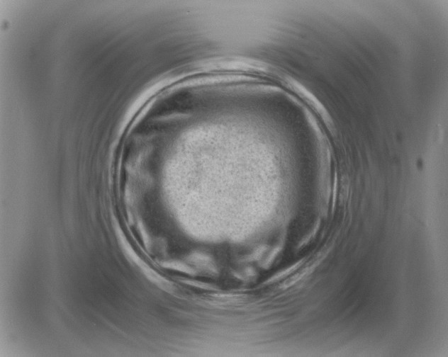 X0000081471483200701261950