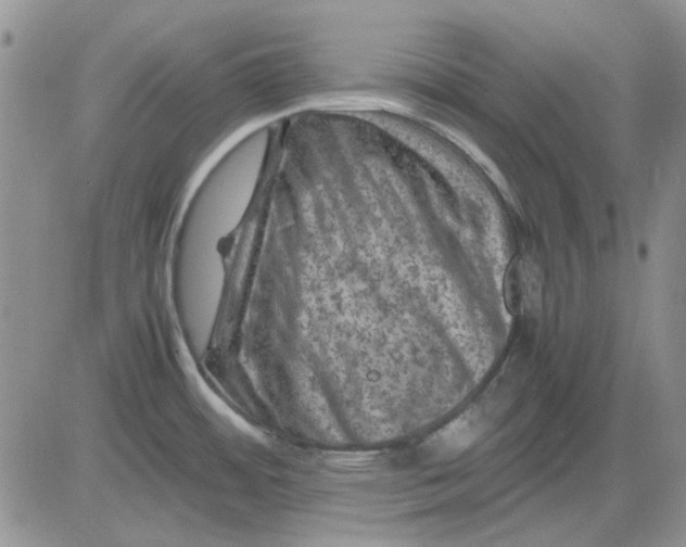 X0000081471484200701261950