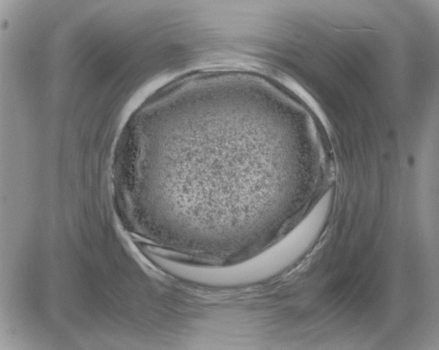 X0000081471485200701261950