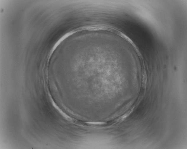 X0000081471487200701261950