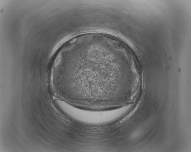 X0000081471501200701261950