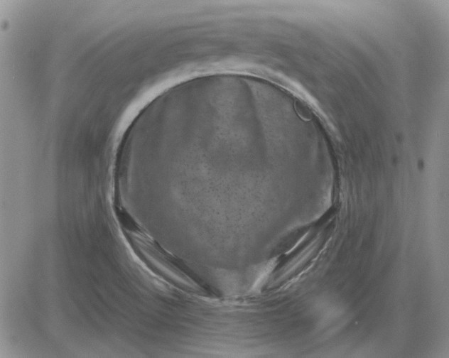 X0000081471512200701261950