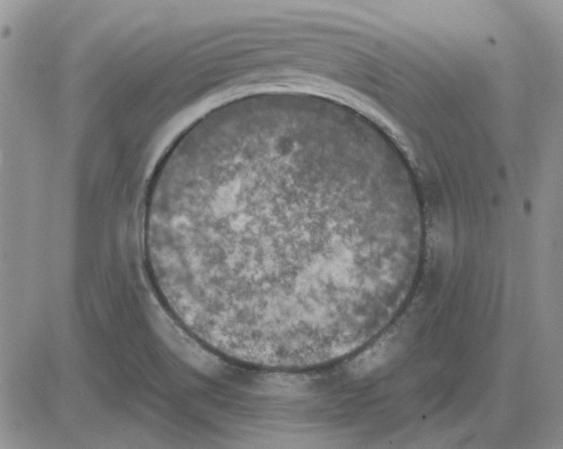 X0000081471514200701261950