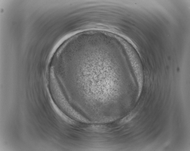 X0000081471531200701261950