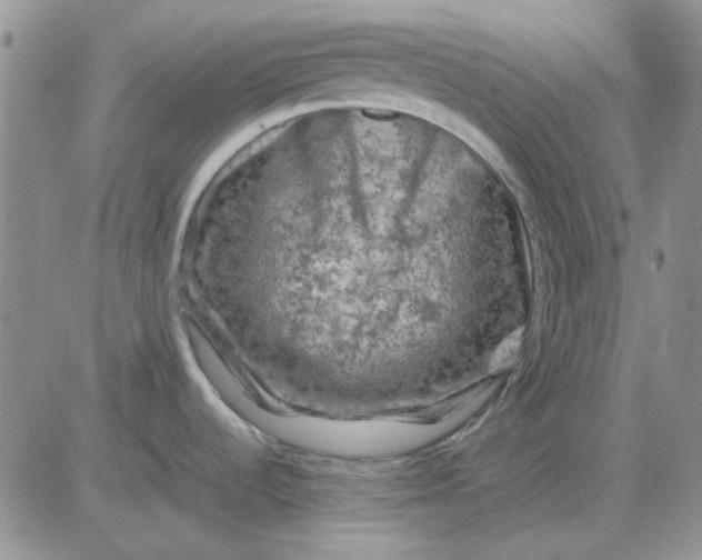 X0000081471536200701261950