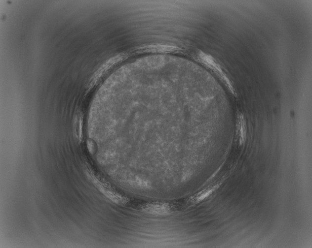 X0000081470110200702021842