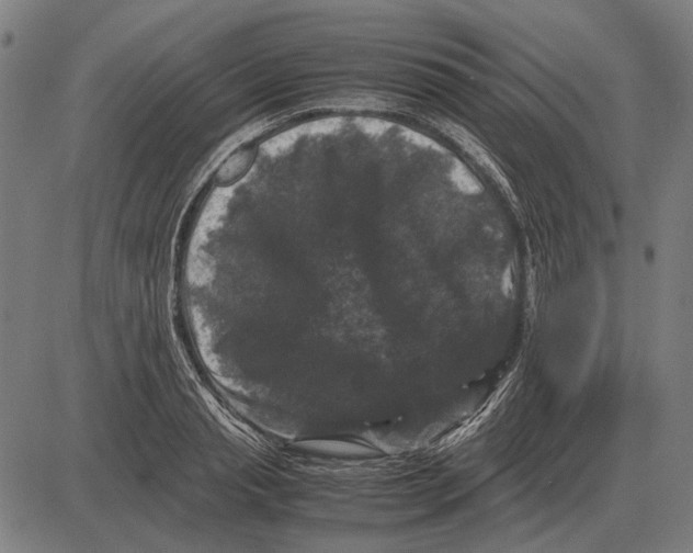 X0000081470845200702021830