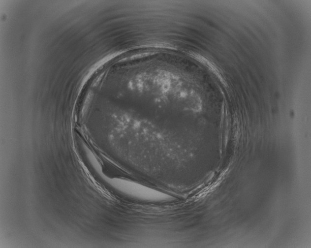 X0000081471125200702021825