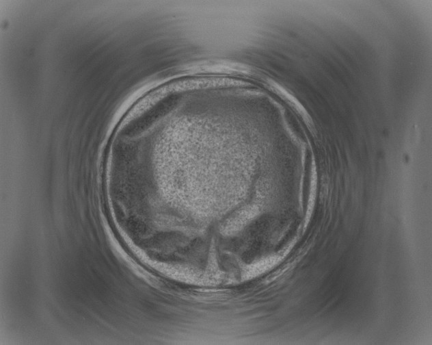 X0000081471483200702021820