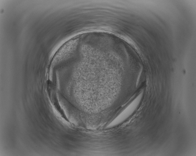 X0000081471524200702021819