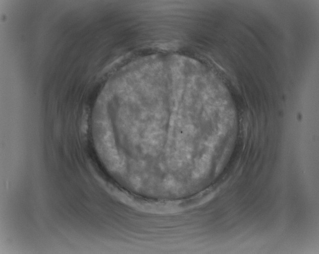 X0000081470032200702092351