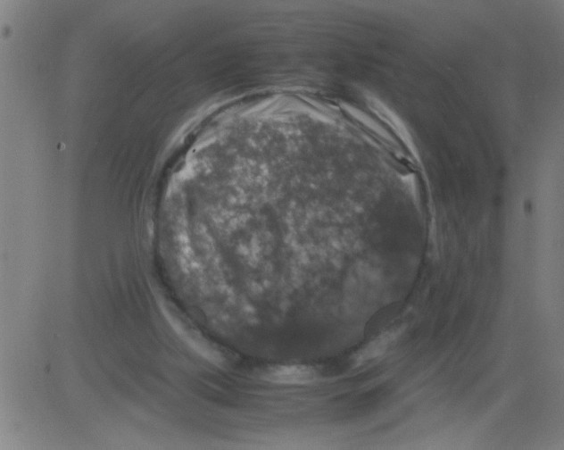 X0000081470059200702092350