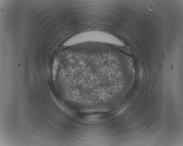 X0000081470084200702092350