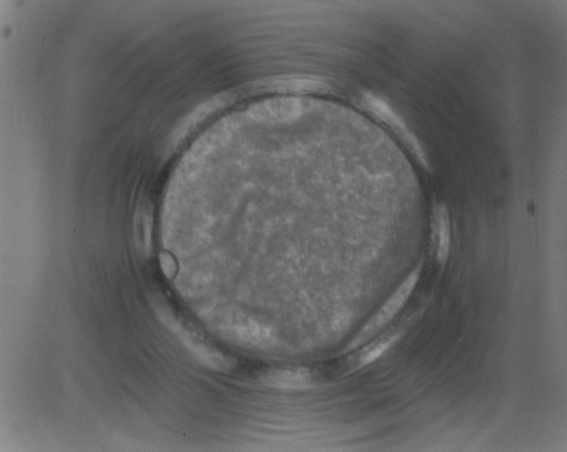 X0000081470110200702092350