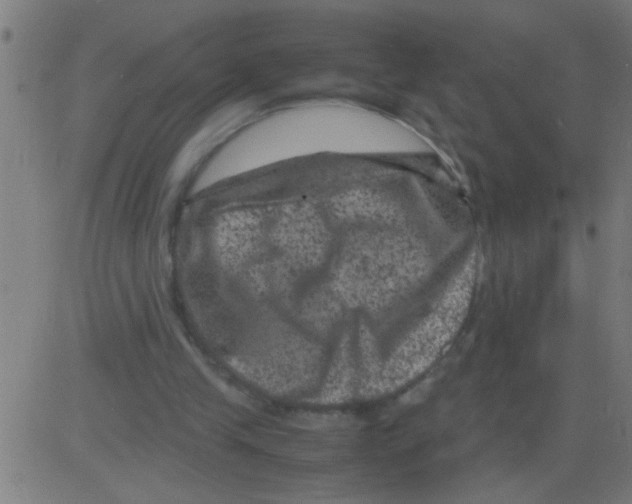 X0000081470245200702092347