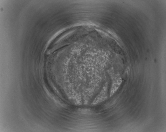 X0000081470440200702092344