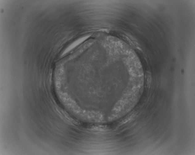 X0000081470550200702092342