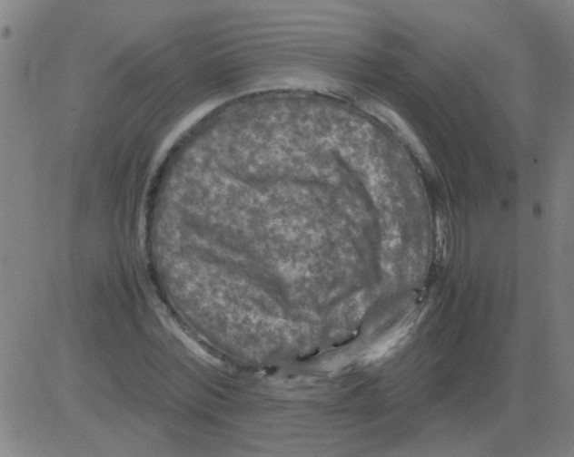 X0000081470780200702092339