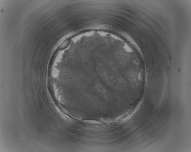 X0000081470845200702092338