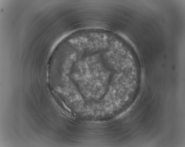 X0000081470925200702092336