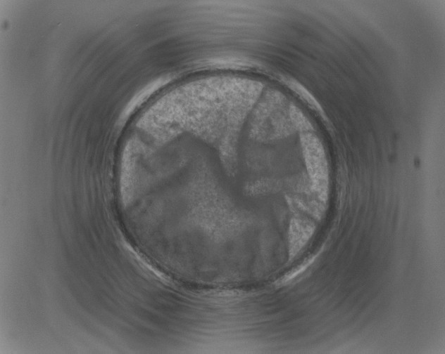 X0000081470930200702092336