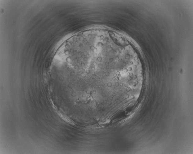 X0000081470953200702092336