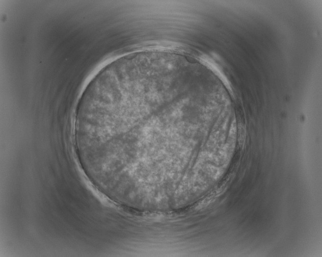 X0000081471099200702092334